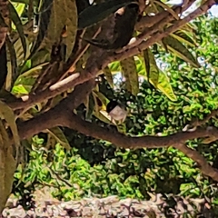 Curruca melanocephala