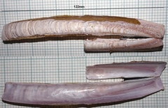 Ensis ensis
