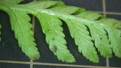 Athyrium niponicum