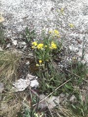 Packera paupercula paupercula