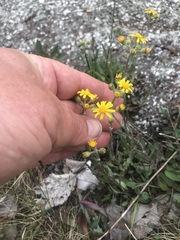 Packera paupercula paupercula