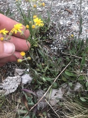 Packera paupercula paupercula