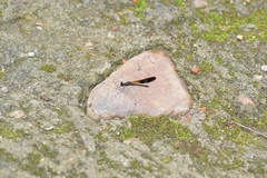 Rhinocypha unimaculata