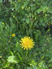 Taraxacum officinale