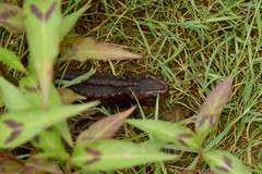 Tylototriton himalayanus