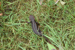 Tylototriton himalayanus