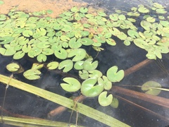 Nymphoides aquatica
