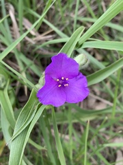 Tradescantia bracteata