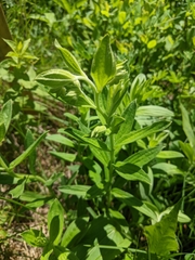 Lithospermum virginianum