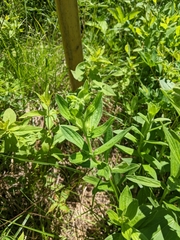 Lithospermum virginianum