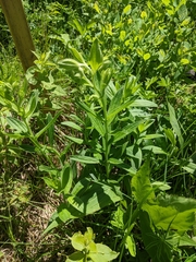 Lithospermum virginianum