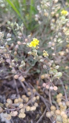Alyssum montanum