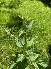 Urtica dioica