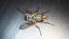 Cryptomeigenia