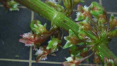 Rumex japonicus