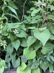 Houttuynia cordata