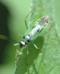 Ilnacora malina