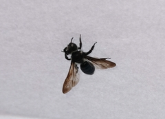 Andrena agilissima