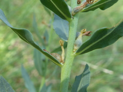 Thymelaea sanamunda