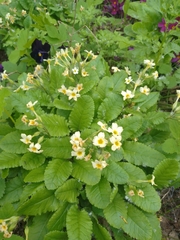 Primula