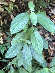 Gomphostemma chinense