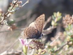 Pseudophilotes baton