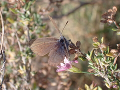 Pseudophilotes baton