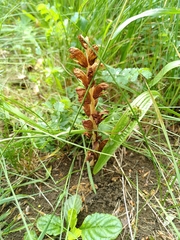 Orobanche gracilis