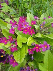 Primula