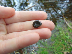 Planorbarius corneus