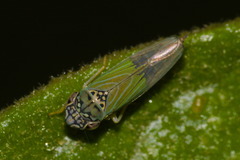 Bucephalogonia xanthophis