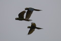 Primolius auricollis