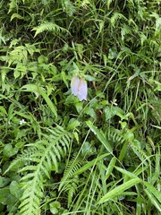 Campanula punctata punctata