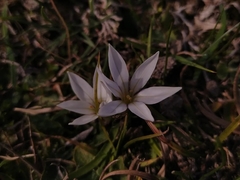 Ipheion sessile