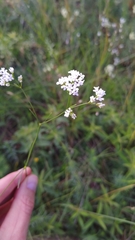 Asperula tinctoria