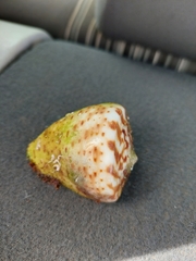 Conus canariensis