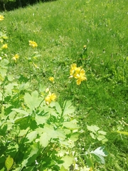 Chelidonium majus