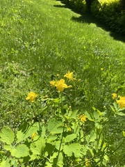 Chelidonium majus