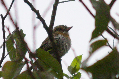Chaco Puffbird