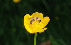 Chelostoma florisomne
