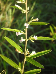 Helicteres angustifolia