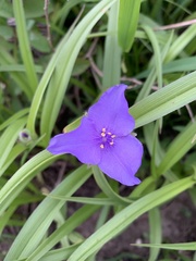 Tradescantia bracteata