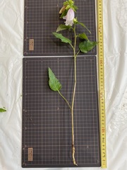 Campanula punctata punctata