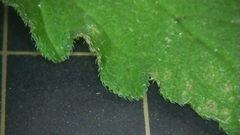 Campanula punctata punctata