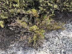 Acanthocarpus preissii