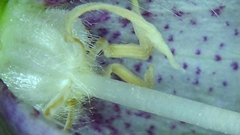 Campanula punctata punctata