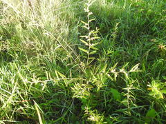 Helicteres angustifolia