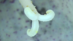 Campanula punctata punctata