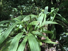 Calanthe lyroglossa