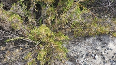 Acanthocarpus preissii